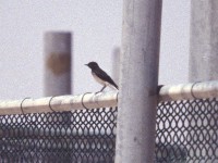 Hume's Wheatear (Oenanthe albonigra)