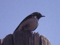 Hume's Wheatear (Oenanthe albonigra)