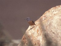 Common Rock Thrush (Monticola saxatilis)