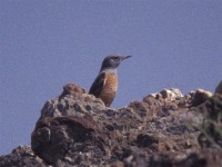 Common Rock Thrush (Monticola saxatilis)