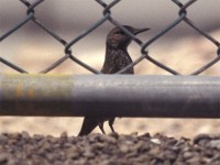 Common Rock Thrush (Monticola saxatilis)