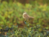 Graceful Prinia (Prinia gracilis)