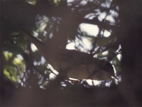 Menetries's Warbler (Sylvia mystacea)
