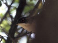 Menetries's Warbler (Sylvia mystacea)