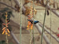 Purple Sunbird (Cinnyris asiaticus)