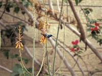 Purple Sunbird (Cinnyris asiaticus)