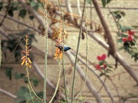 Purple Sunbird (Cinnyris asiaticus)