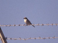 Red-tailed Shrike (Lanius phoenicuroides)