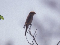 Red-tailed Shrike (Lanius phoenicuroides) ?