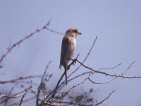 Isabelline Shrike (Lanius isabellinus) ?