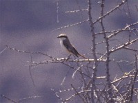 Red-tailed Shrike (Lanius phoenicuroides)