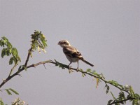 Southern Grey Shrike (Lanius meridionalis aucheri)