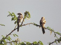 Southern Grey Shrike (Lanius meridionalis aucheri)