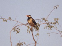 Pied Myna (Gracupica contra)