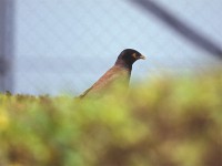 Common Myna (Acridotheres tristis)