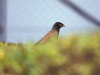 Common Myna (Acridotheres tristis)