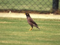 Common Myna (Acridotheres tristis)