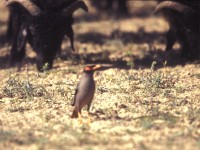 Bank Myna (Acridotheres ginginianus)