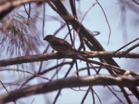 Indian Silverbill (Euodice malabarica)