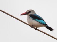 Woodland Kingfisher (Halcyon senegalensis)