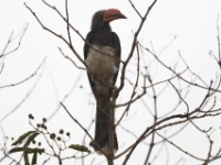 Crowned Hornbill (Lophoceros alboterminatus)