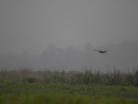 Shoebill (Balaeniceps rex)