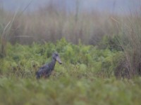 Shoebill (Balaeniceps rex)