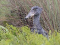Shoebill (Balaeniceps rex)