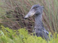 Shoebill (Balaeniceps rex)