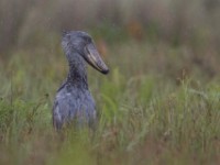 Shoebill (Balaeniceps rex)