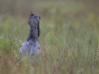Shoebill (Balaeniceps rex)