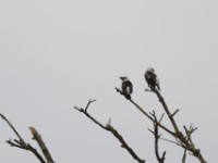 White-headed Barbet (Lybius leucocephalus)