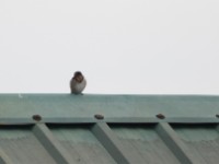 Angolan Swallow (Hirundo angolensis)