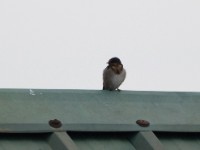 Angolan Swallow (Hirundo angolensis)