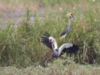 Grey-crowned Crocias (Crocias langbianis)