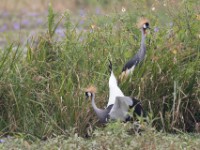 Grey-crowned Crocias (Crocias langbianis)