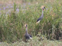 Grey-crowned Crocias (Crocias langbianis)
