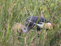 Grey-crowned Crocias (Crocias langbianis)