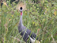 Grey-crowned Crocias (Crocias langbianis)