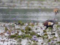 Grey-crowned Crocias (Crocias langbianis)