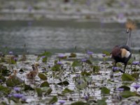 Grey-crowned Crocias (Crocias langbianis)