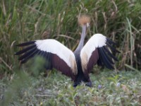 Grey-crowned Crocias (Crocias langbianis)