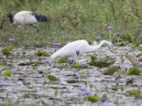 Great Egret (Ardea alba)