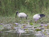 African Sacred Ibis (Threskiornis aethiopicus)