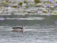 Knob-billed Duck (Sarkidiornis melanotos)