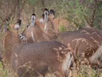 Waterbuck (Kobus ellipsiprymnus)
