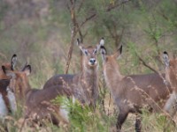 Waterbuck (Kobus ellipsiprymnus)