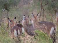 Waterbuck (Kobus ellipsiprymnus)