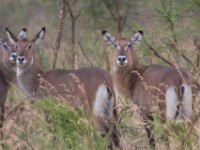 Waterbuck (Kobus ellipsiprymnus)