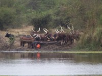 Long Horns